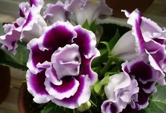 大岩桐花的养护方法图片及价格,大岩桐哪个颜色花最好看