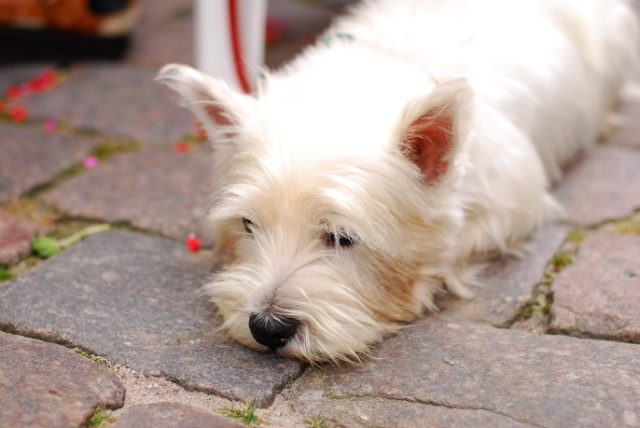 k-9爱犬训练,k9训犬行为学原理