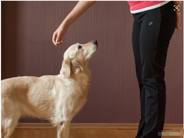 家有乖乖狗14,家有萌宠自觉训练