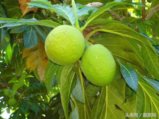 高更最后的大溪地,高更经历