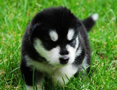 每日一读狗狗品种罗威纳犬,每日一读狗狗品种