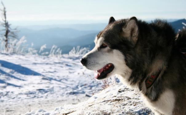 每日一读狗狗品种罗威纳犬,每日一读狗狗品种