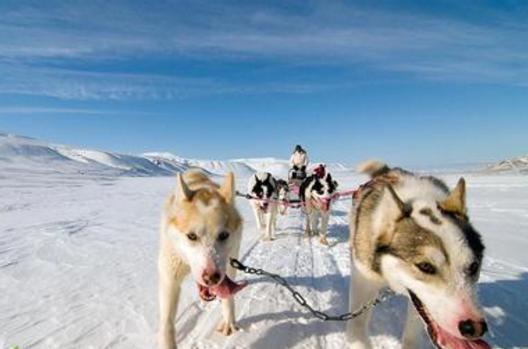 每日一读狗狗品种罗威纳犬,每日一读狗狗品种