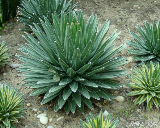 室内甲醛超标植物会枯萎发黄吗,真正有效地去除甲醛的植物有哪些