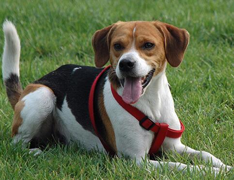 怎样挑选一条好比格犬,如何选好比格犬