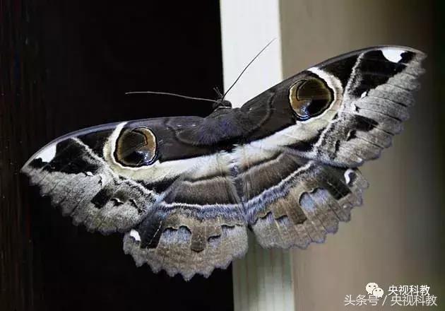 中国青少年科学总动员认识地球,中国青少年科学总动员综艺