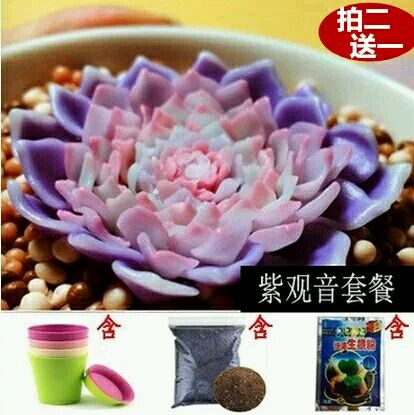 多肉种子鉴别,怎么判断多肉种子的真假