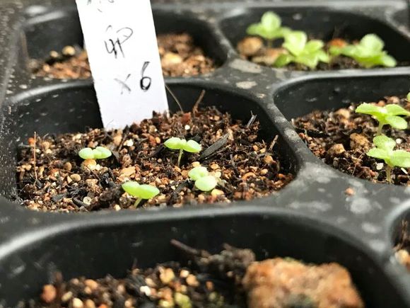 多肉种子鉴别,怎么判断多肉种子的真假