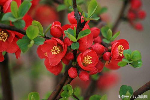 巾帼国医,巾帼英雄排行榜