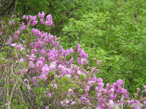 巾帼国医,巾帼英雄排行榜