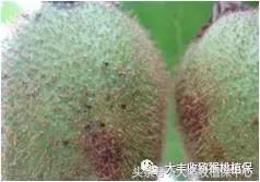 猕猴桃常见虫害图,猕猴桃各种虫害图谱
