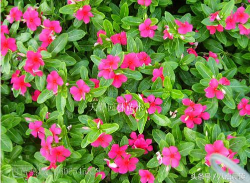 巾帼国医,巾帼英雄排行榜