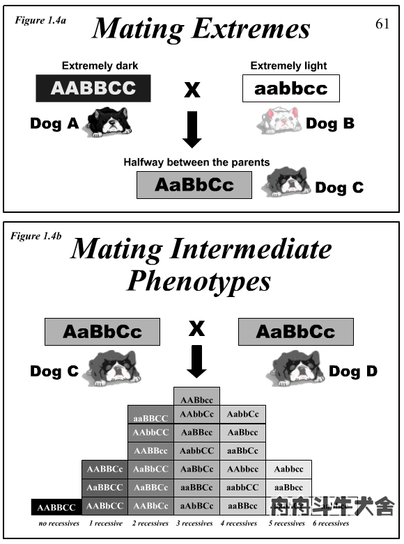 法国斗牛犬产仔后怎么养,法国斗牛犬如何受孕