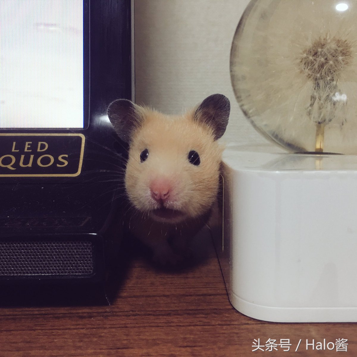 长大的金丝熊有多可爱都萌化了,金丝熊超可爱