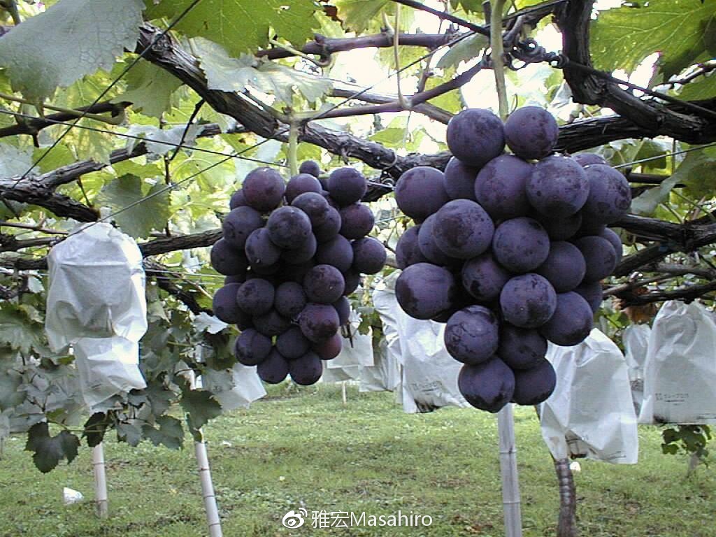 光看队名,我们就差了日本足球很多年