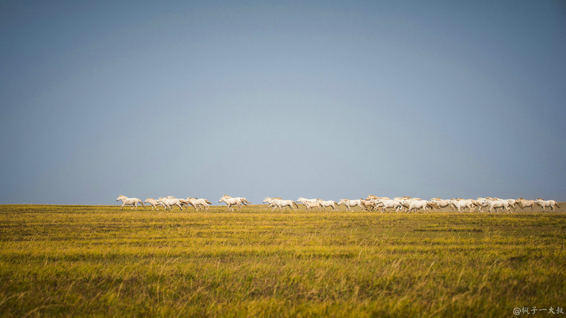 草原金秋美景图片,蓝天白云大草原的美图