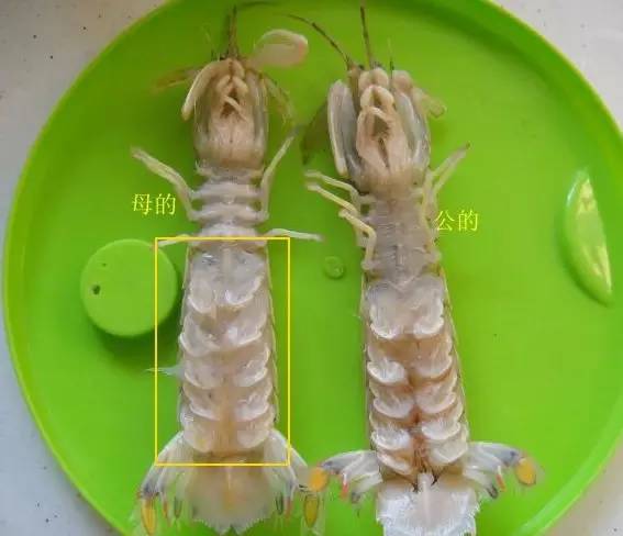 市场海鲜怎么买,挑选新鲜海鲜的正确方法