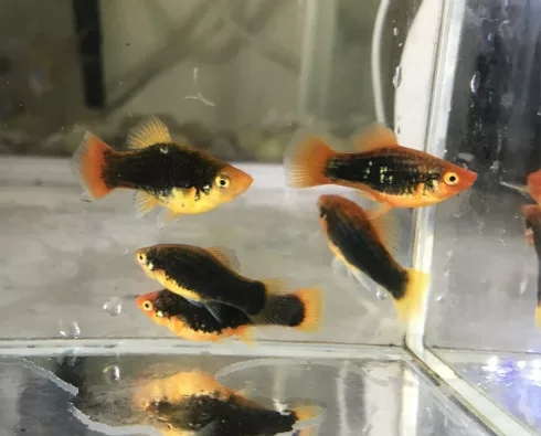 观赏鱼月光美人,热带发财鱼观赏鱼