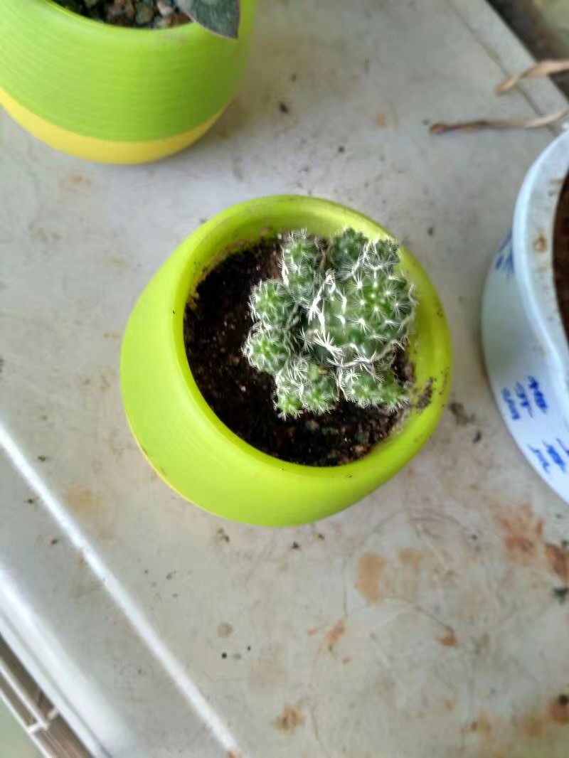 夏天也可以放心入手的多肉,夏天容易出状态的多肉