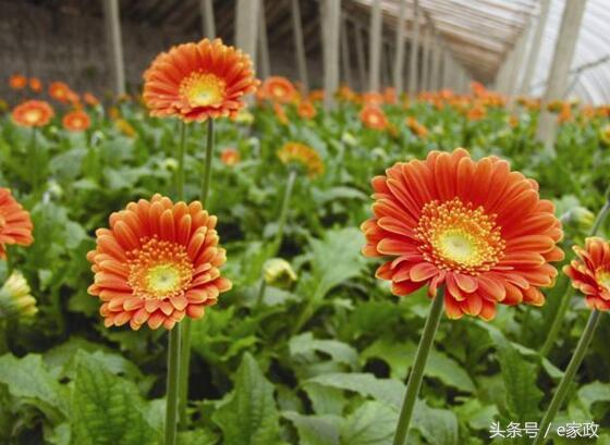 室内甲醛超标植物会枯萎发黄吗,真正有效地去除甲醛的植物有哪些