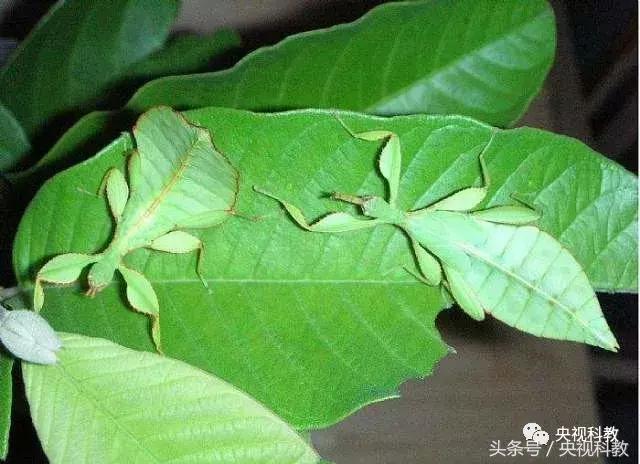 中国青少年科学总动员认识地球,中国青少年科学总动员综艺