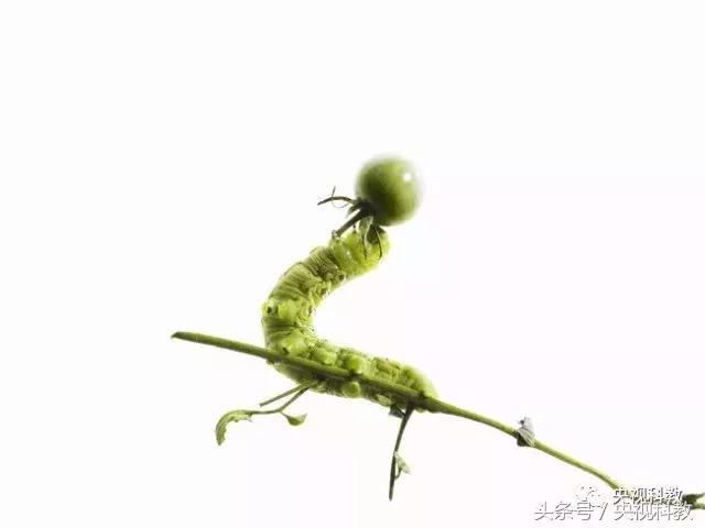 中国青少年科学总动员认识地球,中国青少年科学总动员综艺