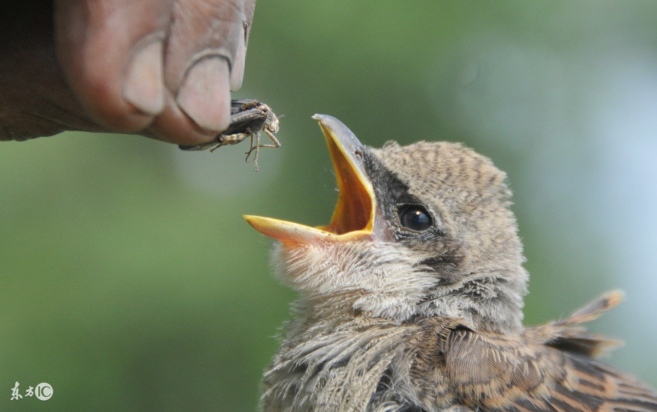 雏鸟喂养技术大全,野鸽子雏鸟怎么喂食