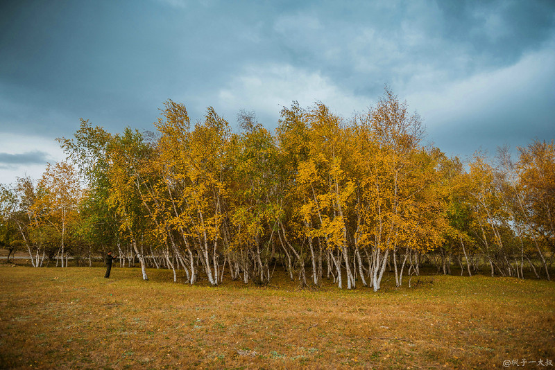 草原金秋美景图片,蓝天白云大草原的美图