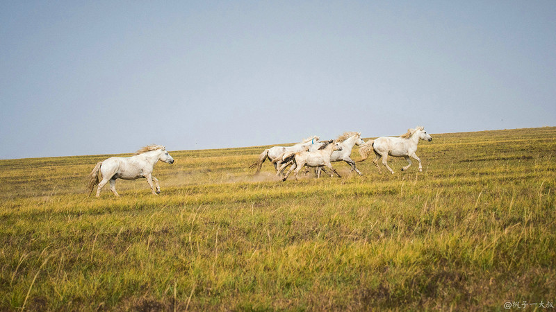 草原金秋美景图片,蓝天白云大草原的美图