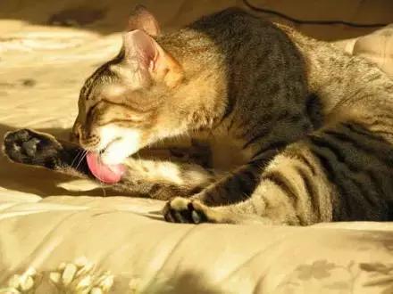 传染给人的猫癣好了还有印子,铲屎官被传染猫癣