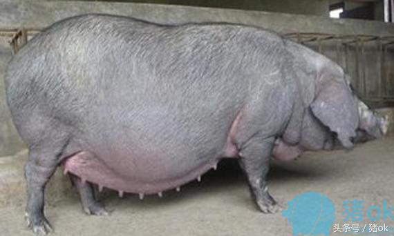 母猪难产多长时间打一次催产素,母猪难产可以打几次催产针