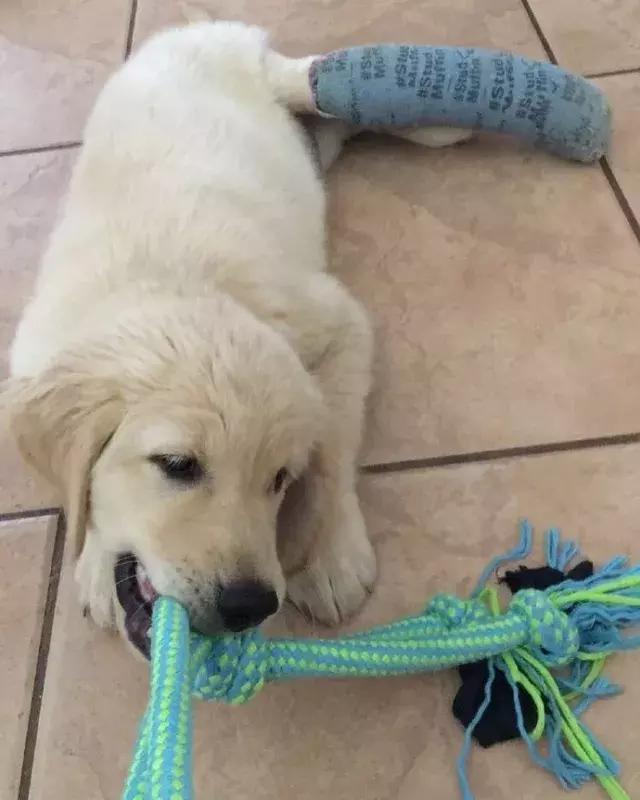 小金毛石膏,小金毛贪玩被车撞