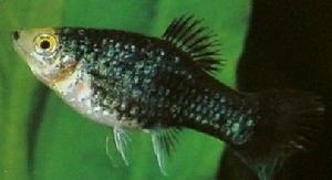 观赏鱼月光美人,热带发财鱼观赏鱼