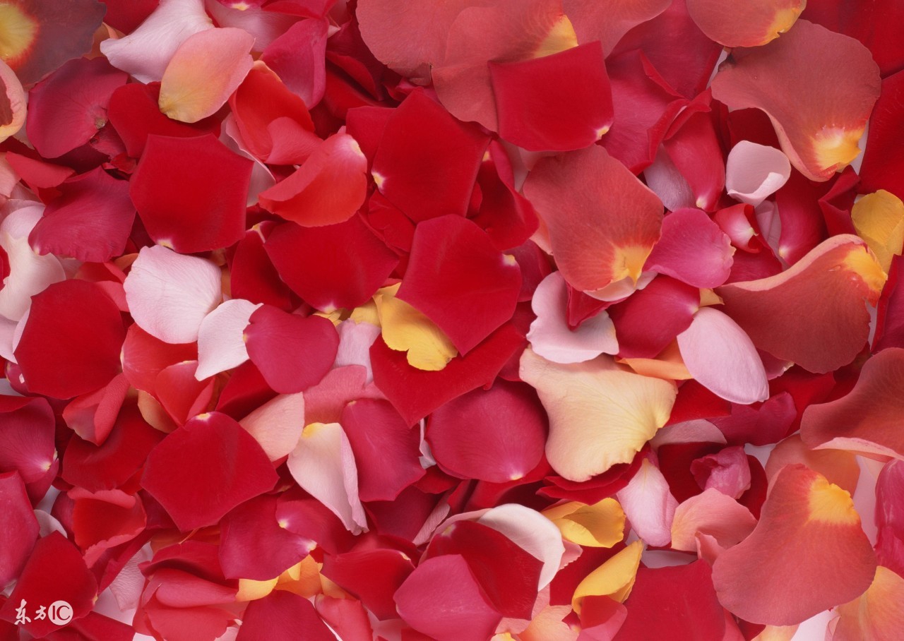 玫瑰花活不了几天，教你个办法让你的玫瑰保存的更久