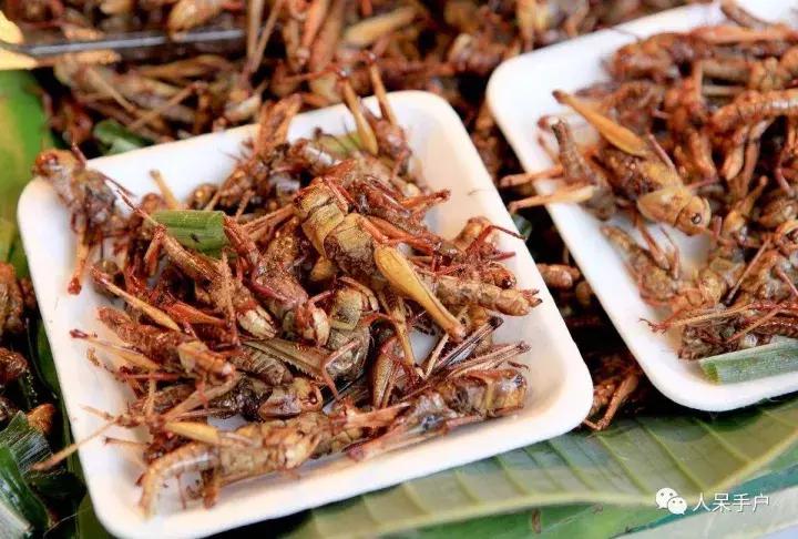 奇特的昆虫美食,史上最恶心的昆虫美食