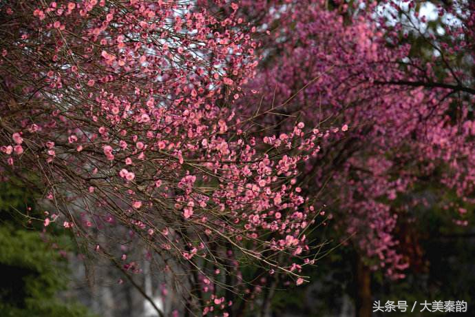 全国各地市花大全,各地市花是什么花