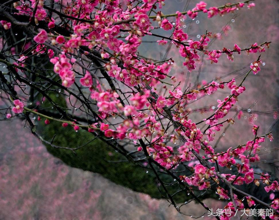 全国各地市花大全,各地市花是什么花