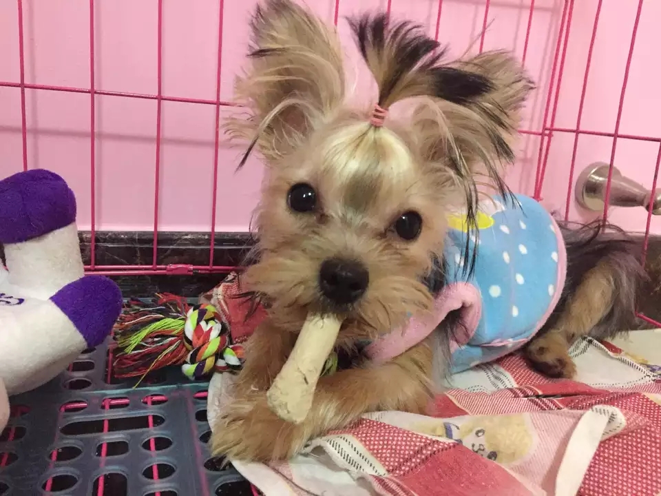 约克夏是梗狗吗,约克夏为什么叫梗