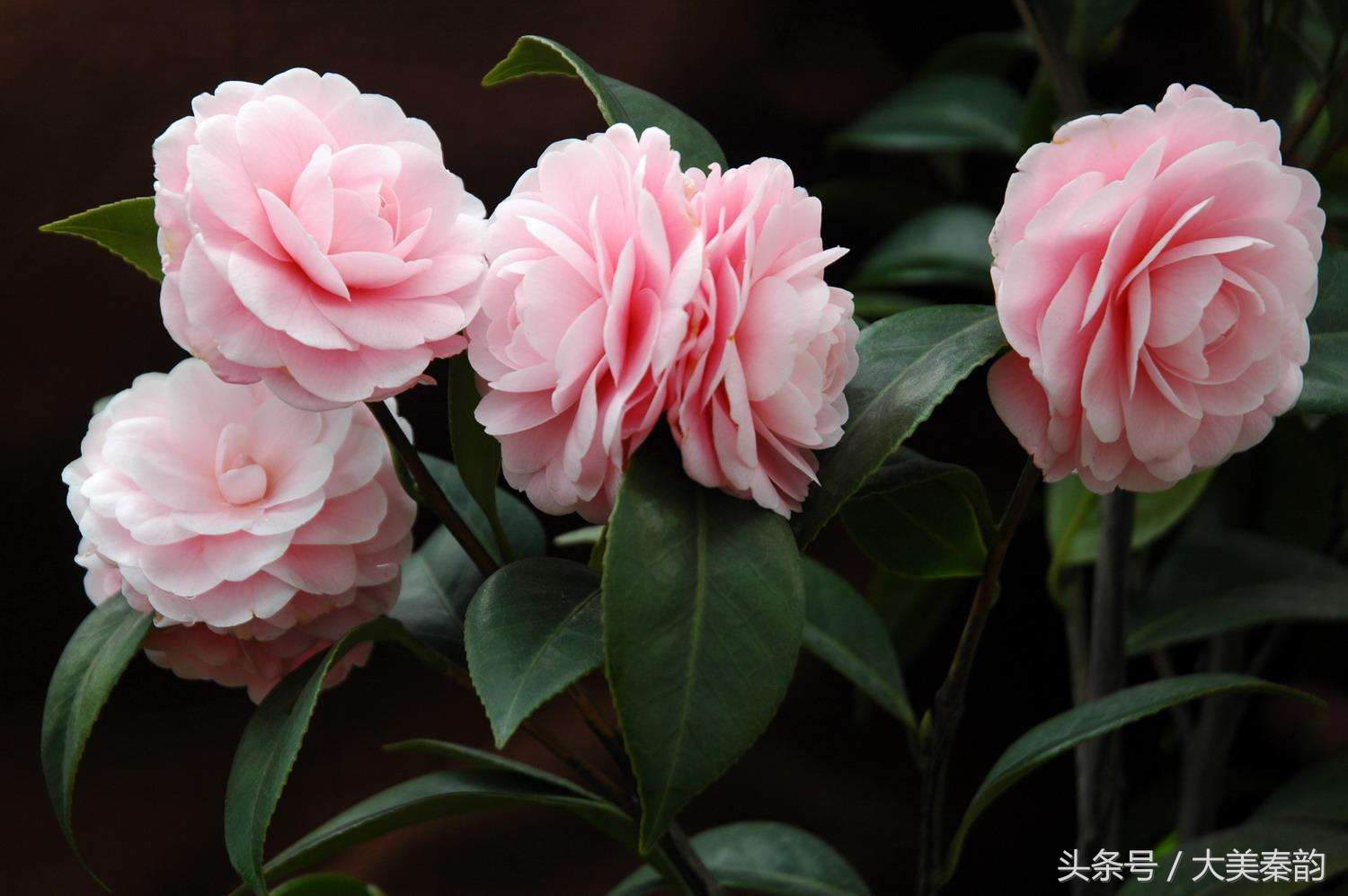 全国各地市花大全,各地市花是什么花