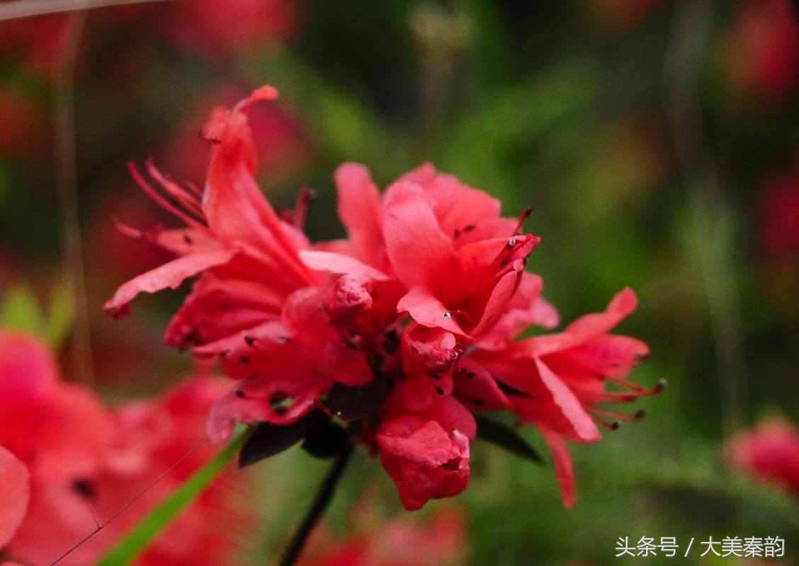 全国各地市花大全,各地市花是什么花