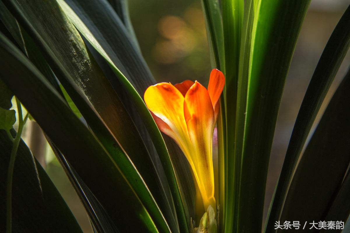 全国各地市花大全,各地市花是什么花