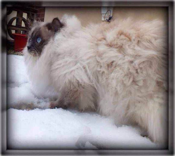 吸猫大赛第一名,吸猫大赛白喵