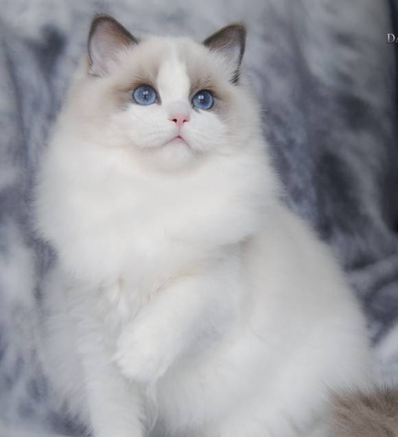 吸猫大赛第一名,吸猫大赛白喵