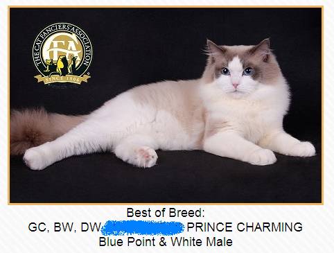 吸猫大赛第一名,吸猫大赛白喵