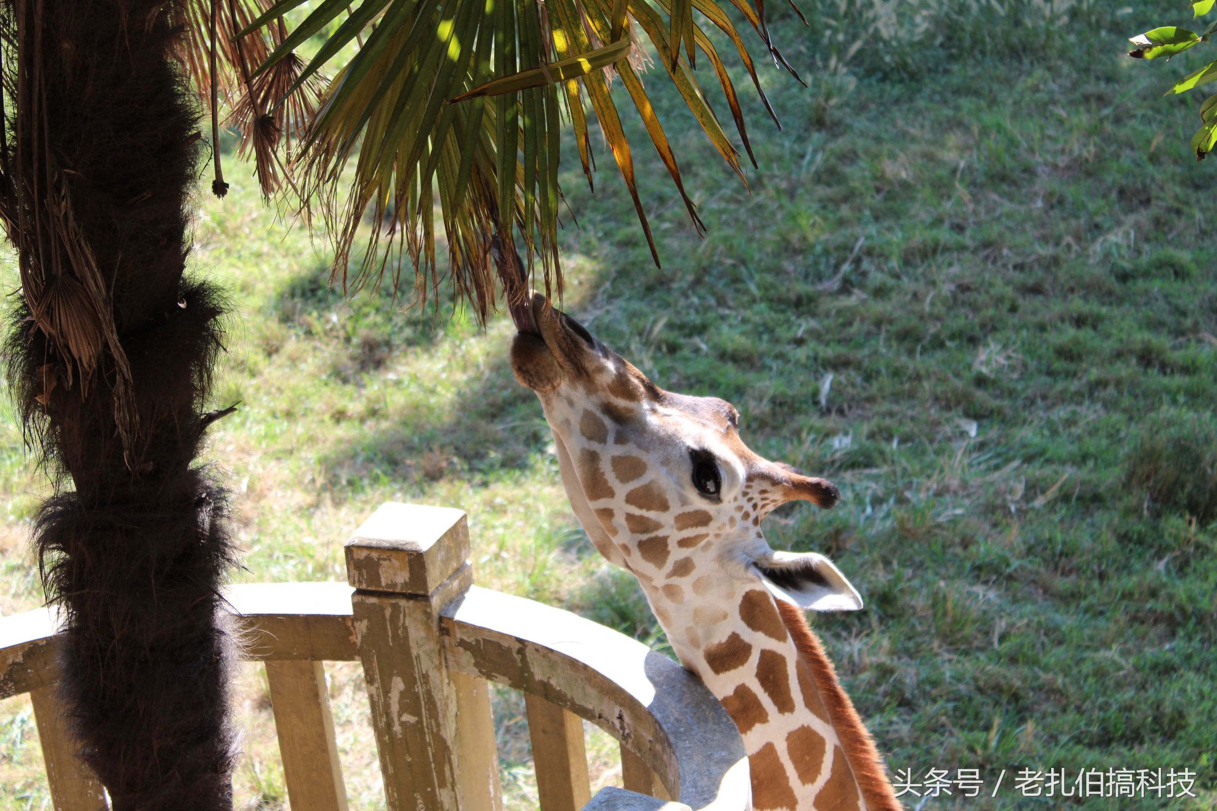 佳能eos1300d单反相机怎么样,佳能eos1300d是什么型号