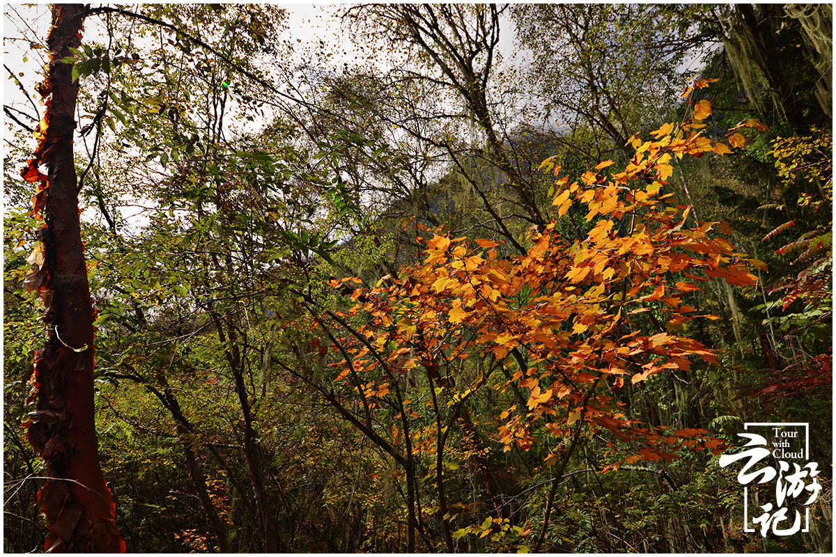 川西红叶5日自驾游,川西松坪沟旅行