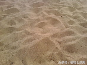 自家君子兰种子种君子兰方法,用一粒种子如何养出一盆君子兰