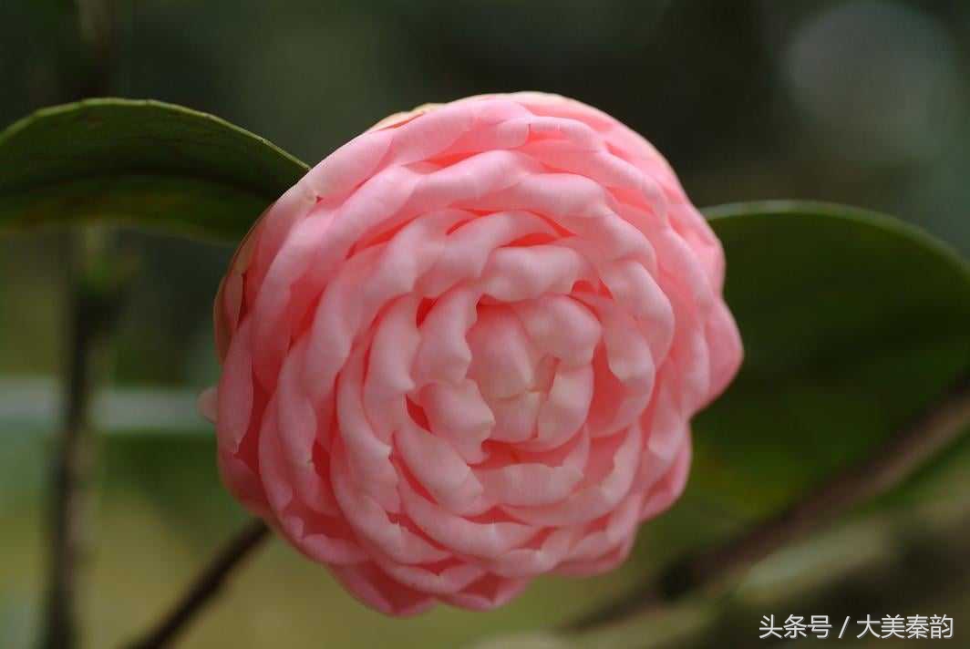 全国各地市花大全,各地市花是什么花