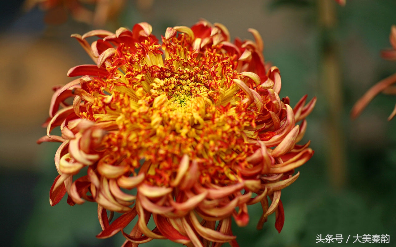 全国各地市花大全,各地市花是什么花