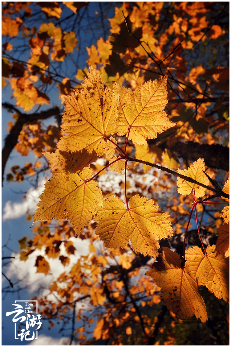 川西红叶5日自驾游,川西松坪沟旅行